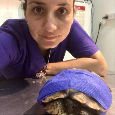 tortuga lastimada 12jpg