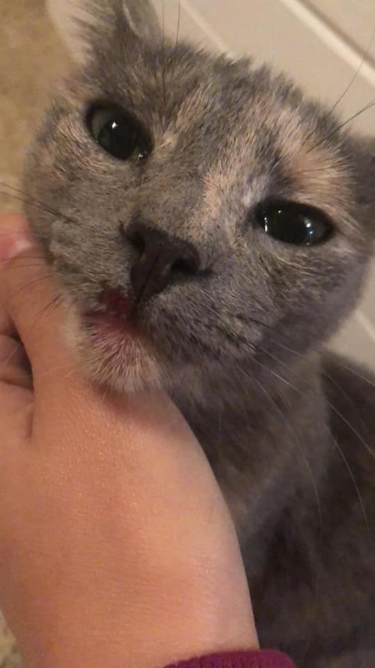 56462450_152960739064215_2094034699851661312_n