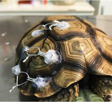 tortuga lastimada 3jpg