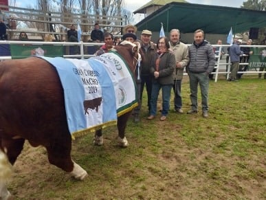Gran Campeon macho 1
