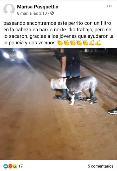 perro filtro en la cabeza