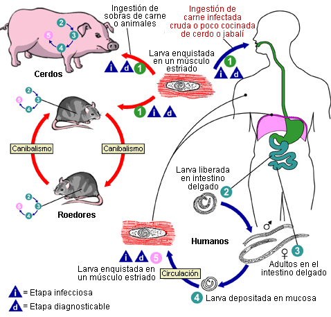 Ciclo_vital_de_la_Trichinella