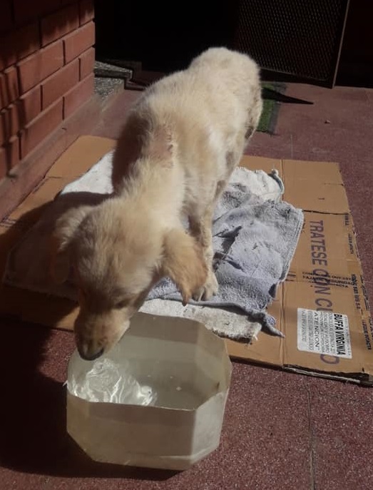 perrito maltratado 2