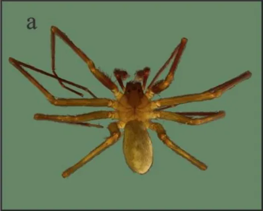 10-Loxosceles-hirsuta-macho