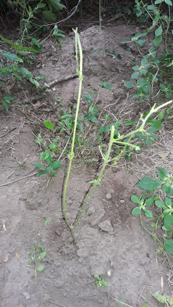 c1546598-be4c-402e-9d1d-f1dddbf058f5