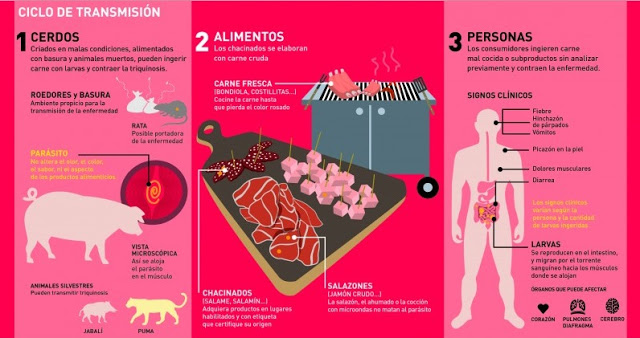 triquinosisinfografia2