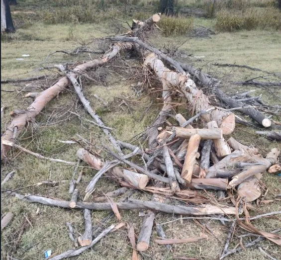 arbol