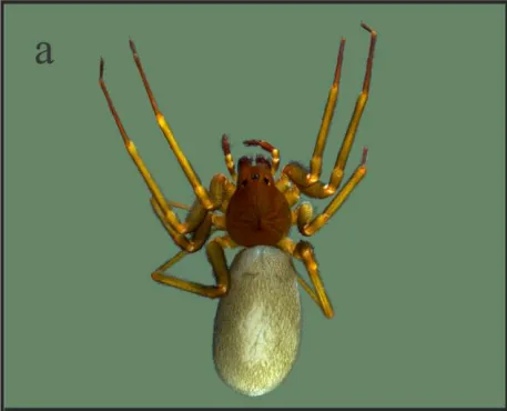 11-Loxosceles-hirsuta-hembra