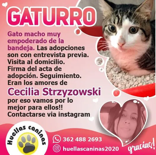 GATO CECILIA 1