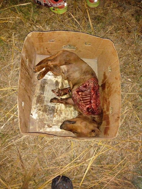 59391563_2431379876893264_3681858893429866496_n