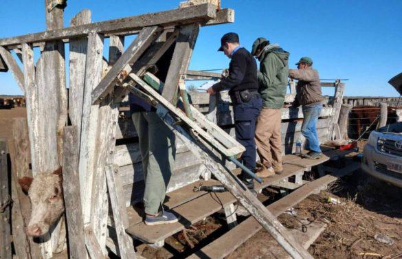 novillitossecuestradosabramo6327-585x377