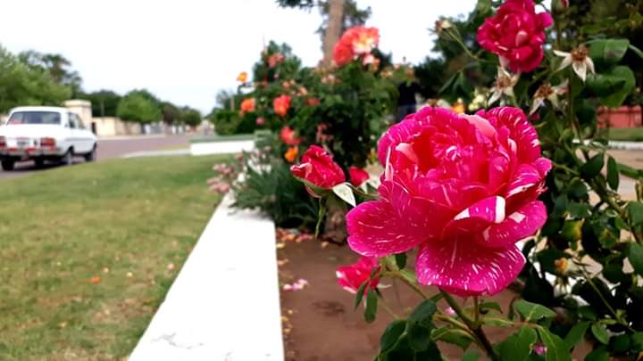 FB_IMG_1573260501910