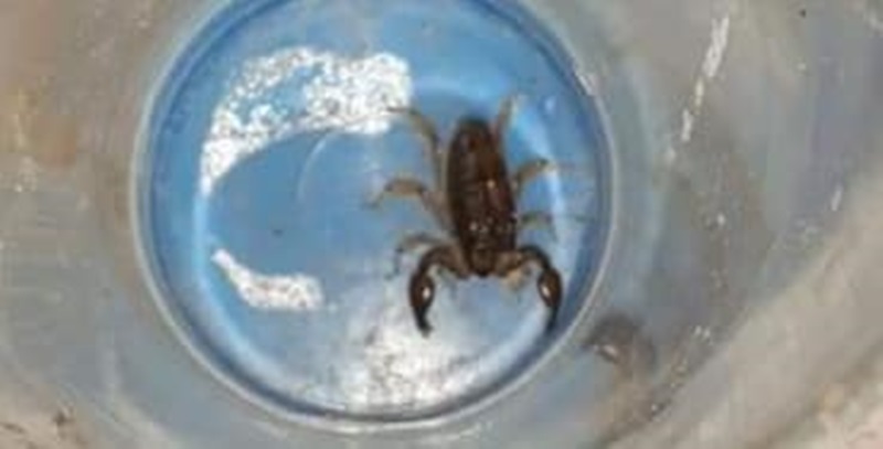 81548113_2903385886339731_4208118796667322368_n