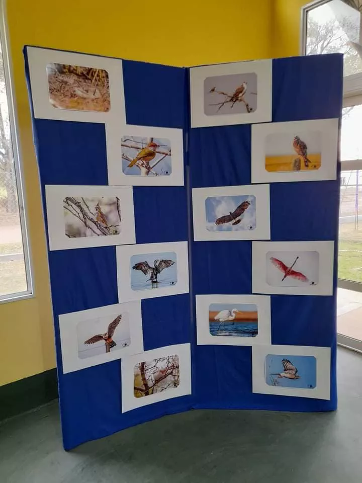 AVES DE LA PAMPA PARERA 10