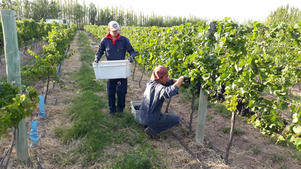 168751_cosechachacra-entecdp