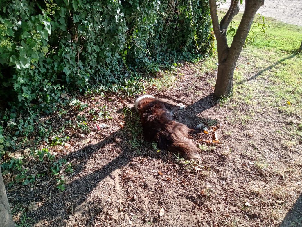 Perros envenenados Dorila 2