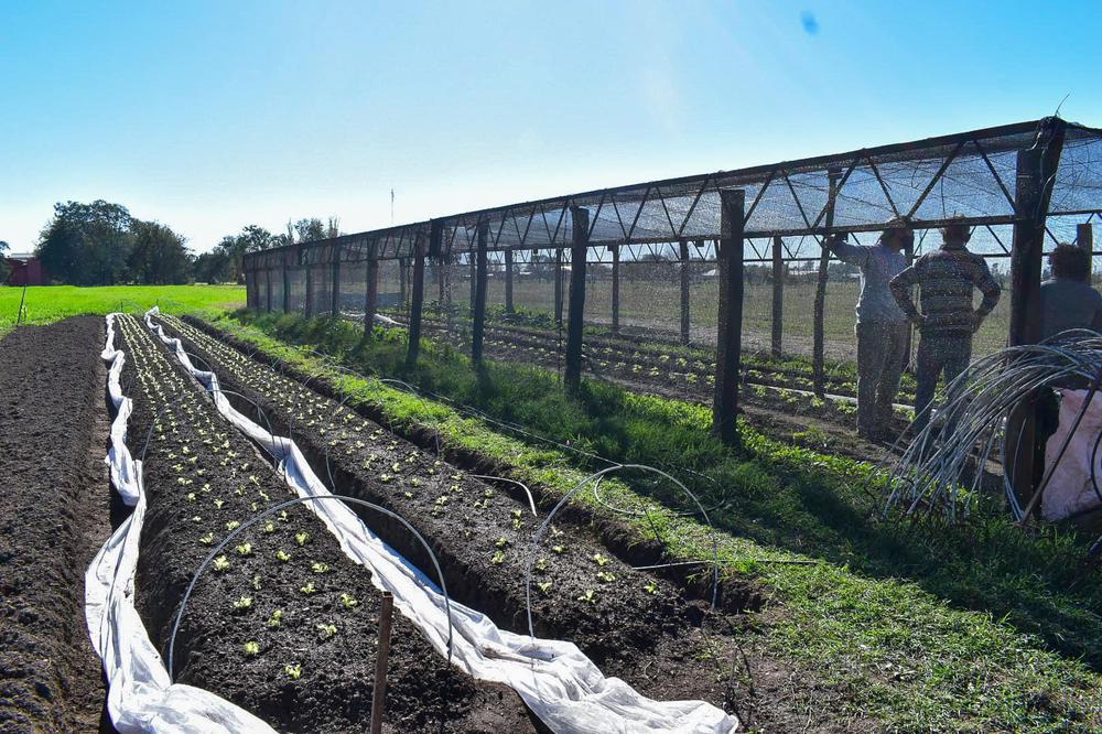 Horticultores 4