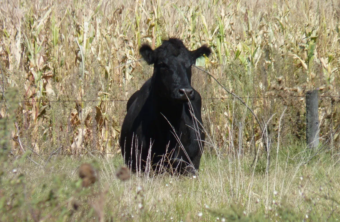 vuelco 8 (FILEminimizer)