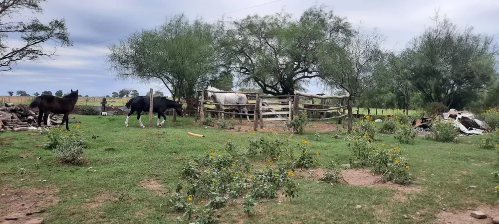CABALLO ROBADO CALEUFU 1