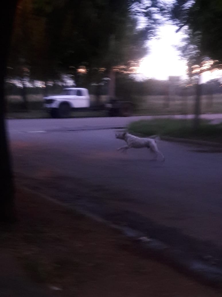 DOGO 4