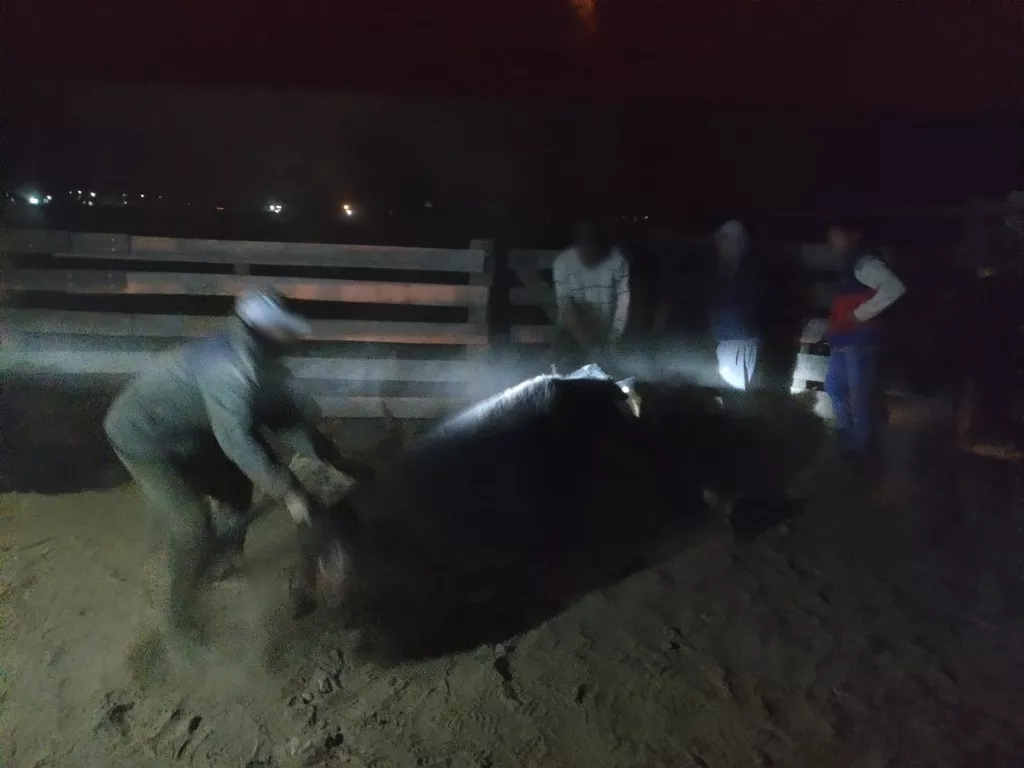 animales 7 (FILEminimizer)