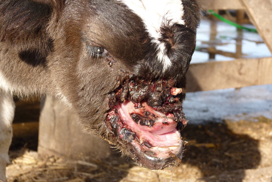 P1400183 (FILEminimizer)