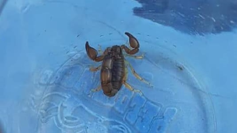 81348816_2903385926339727_4339929410246279168_n