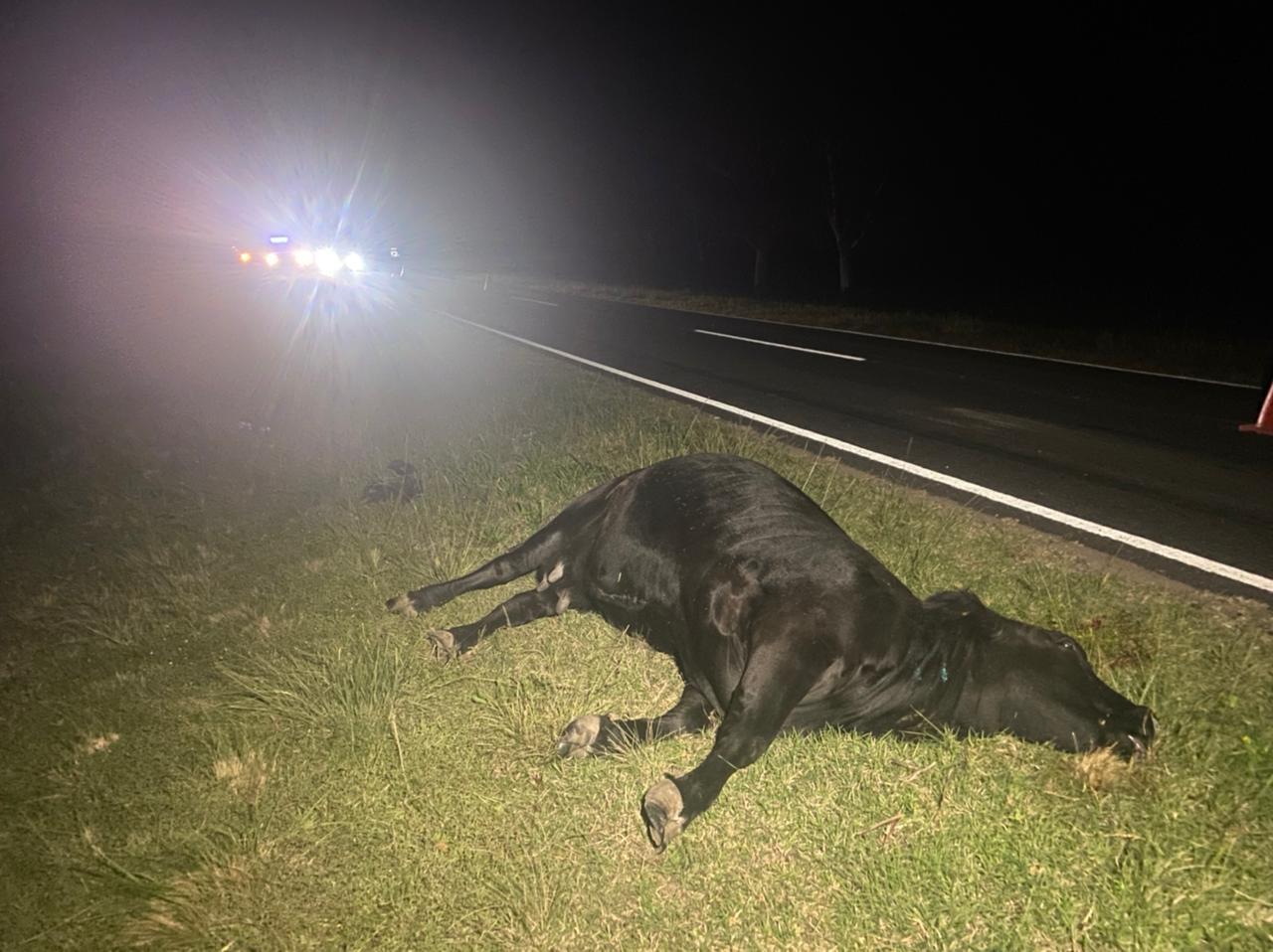 Accidente animales 5