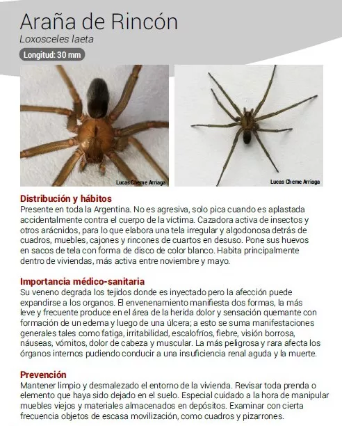 araña de rincon