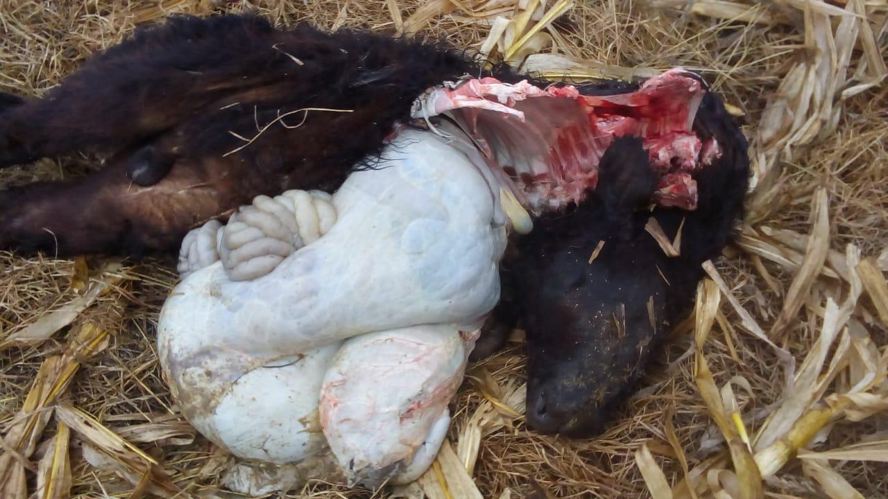 ternero cazado por puma 