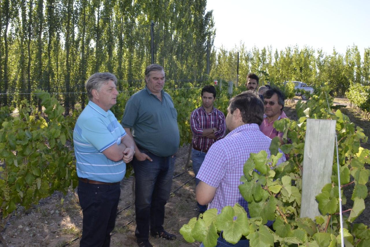 Ziliotto y la actividad vitivinícola