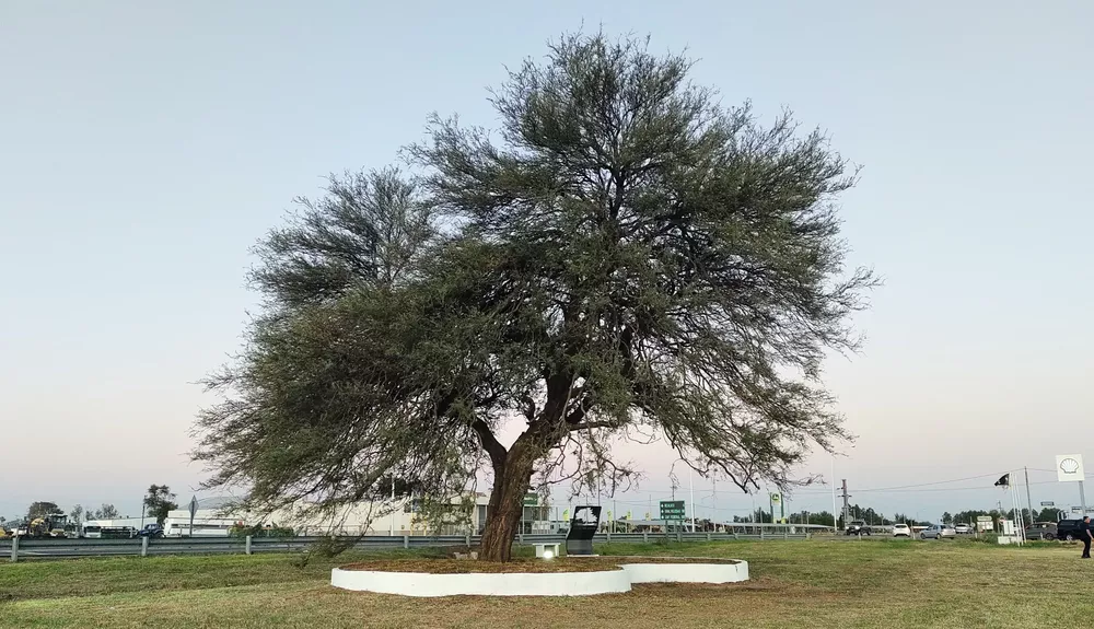 chañar 1 (FILEminimizer)