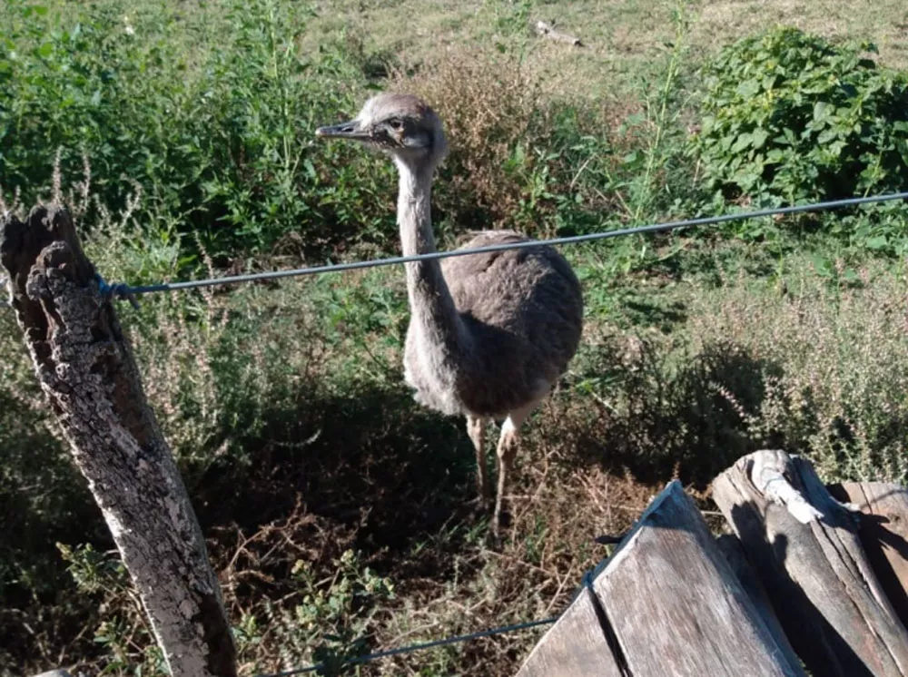 avestruz 2