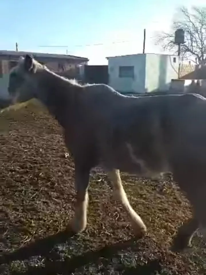 caballos 2