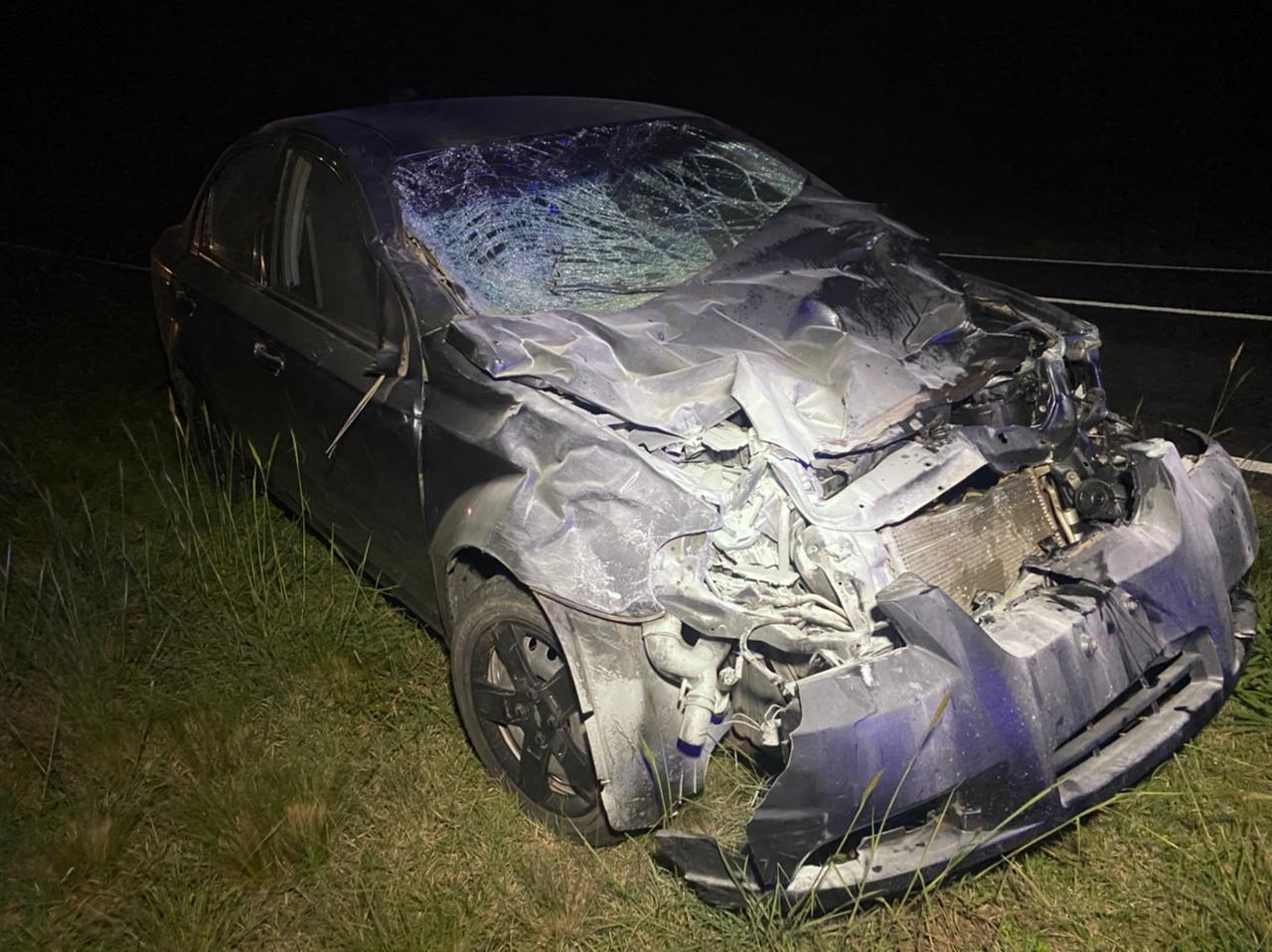 Accidente animales 6