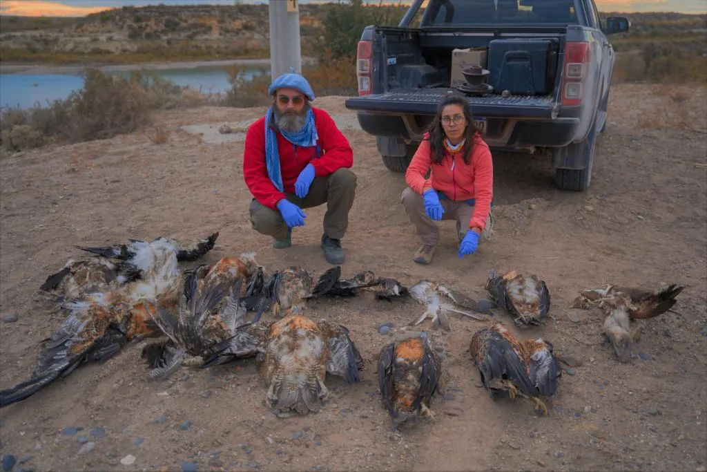 AVES ELECTROCUTADAS 1