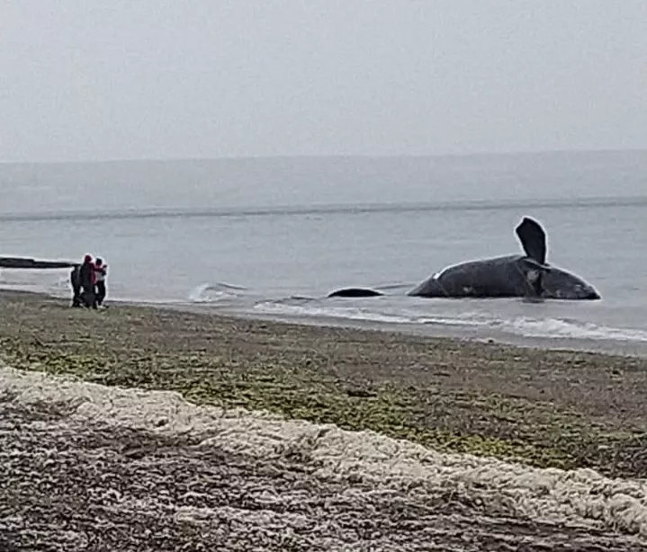 ballena muerta 3