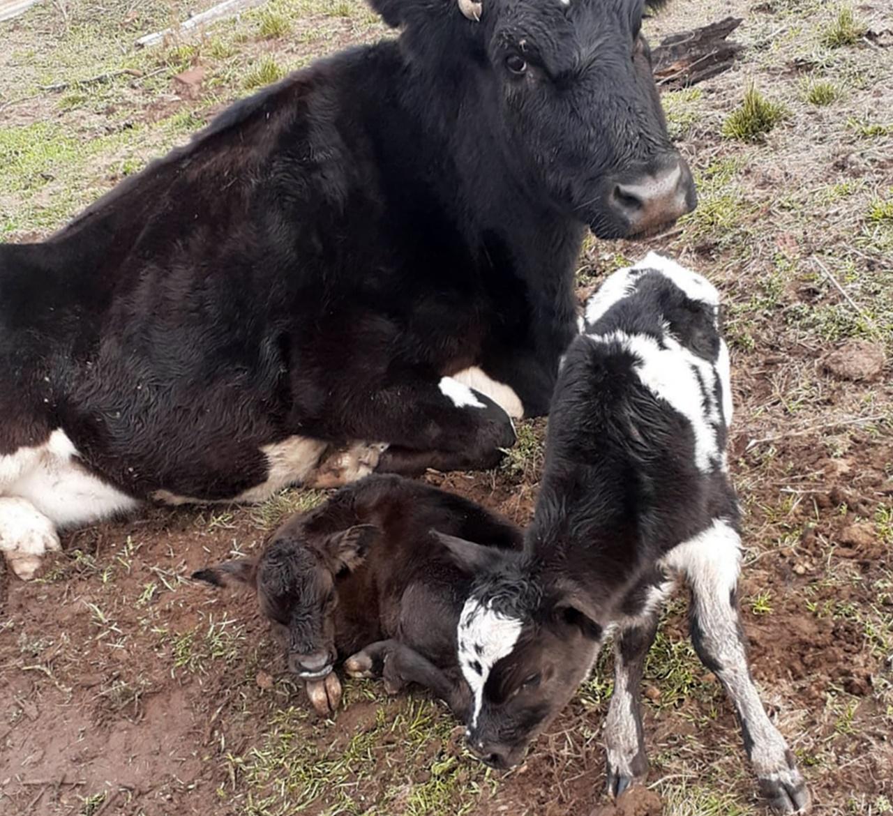 413578ba-e615-460d-80f5-eeb187821e05