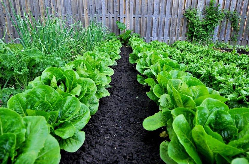 Cómo-hacer-una-huertA