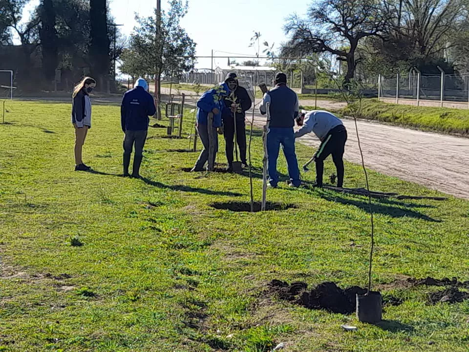 Forestación Parera 2