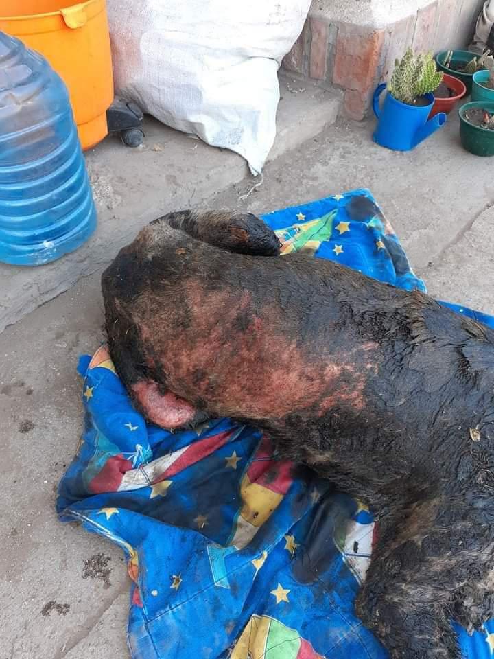 FB_IMG_1604947351522