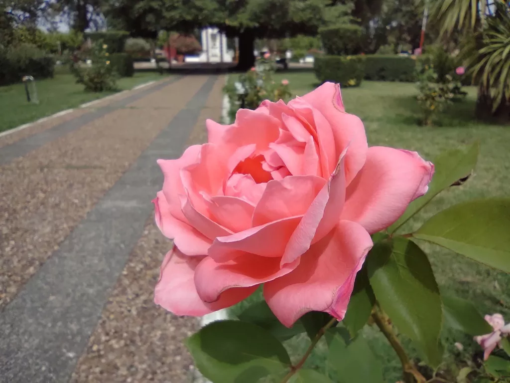 5 rosa alta italia (FILEminimizer)