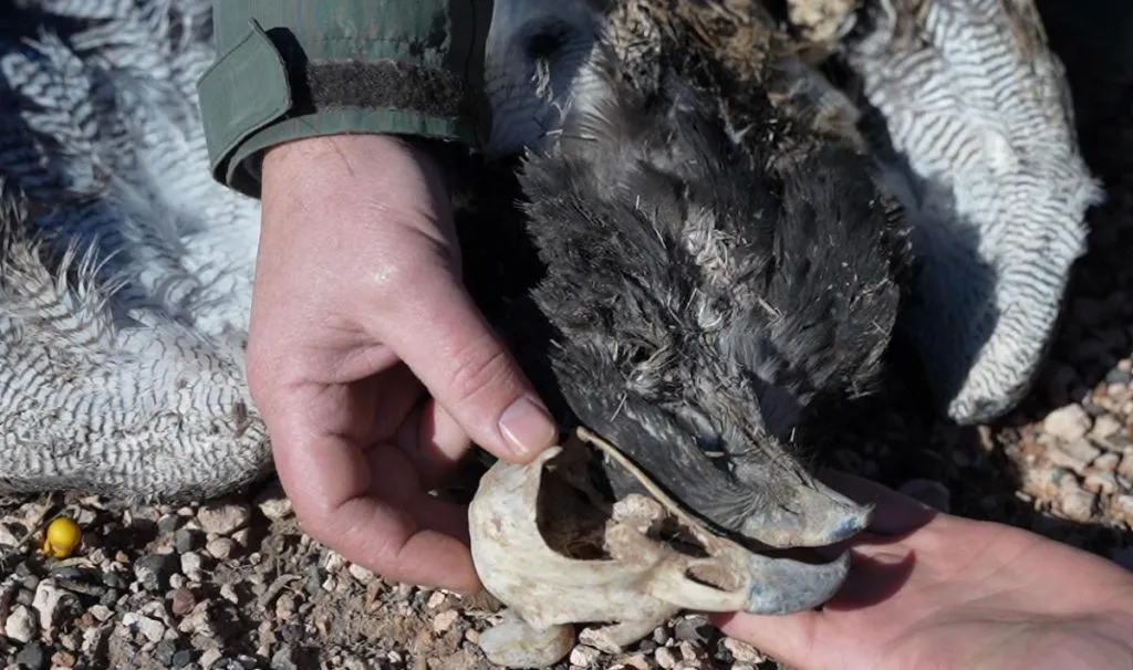 avesrapaceselectrocutadasCraneo-Coronada-Mora2023-1-1024x606