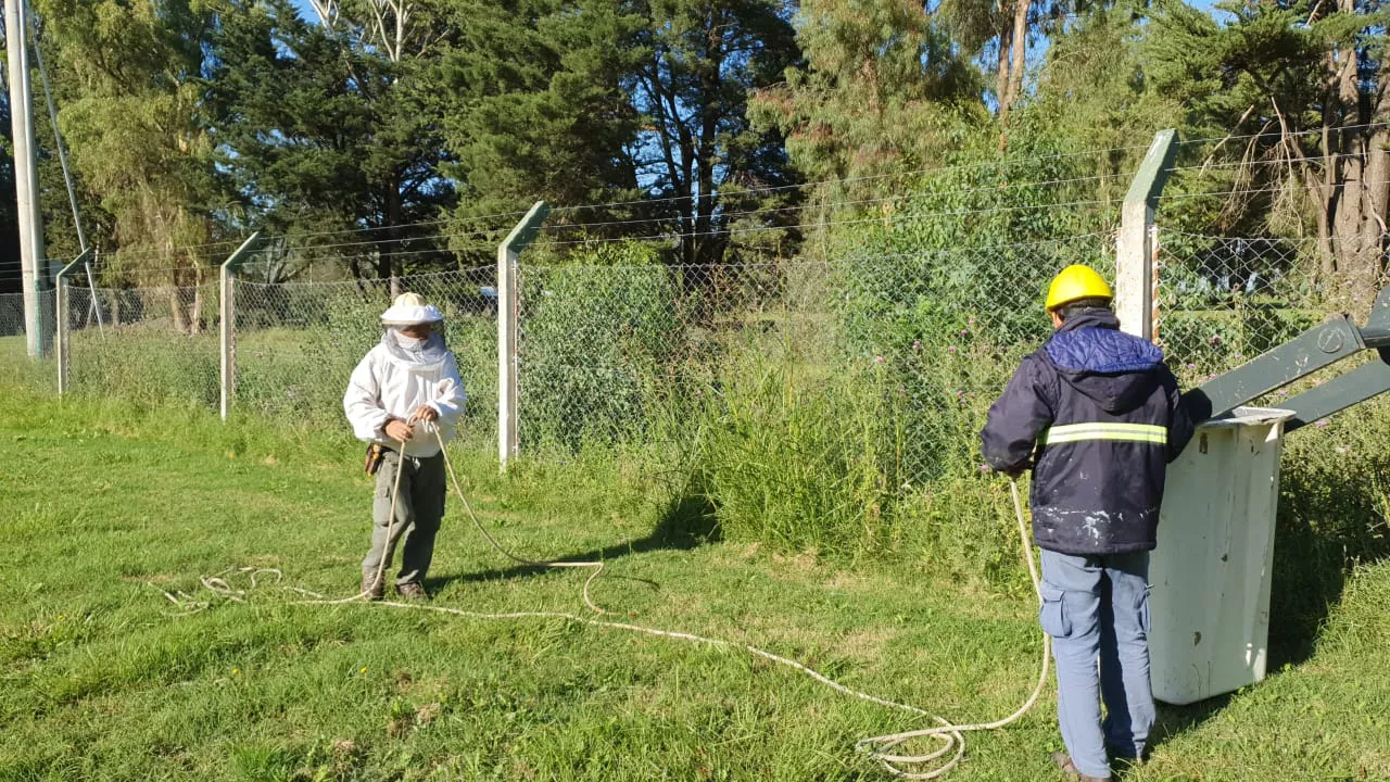 recambio luces Maisonnave 4