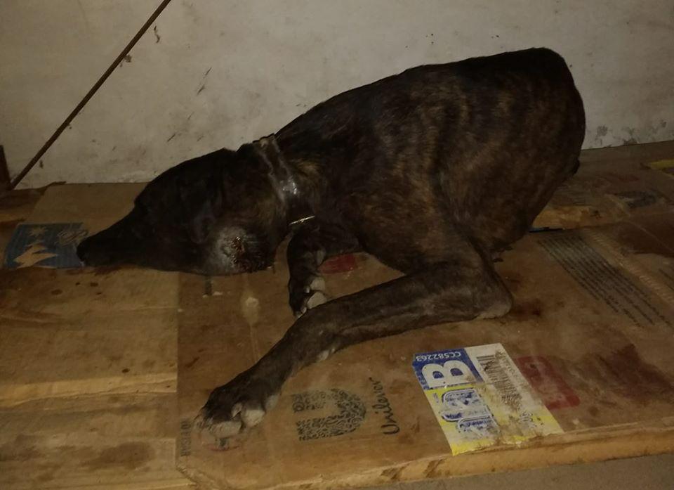 89660402_3623231701051667_4016640491662606336_o