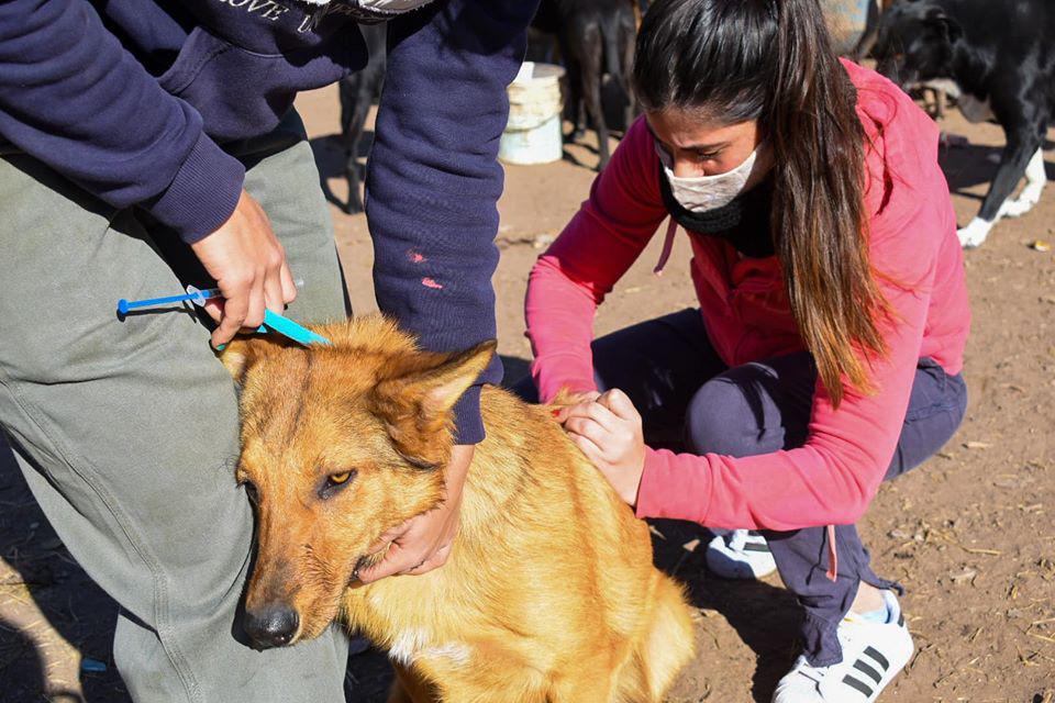 CAMPAÑA VACUNACION ARAA 3