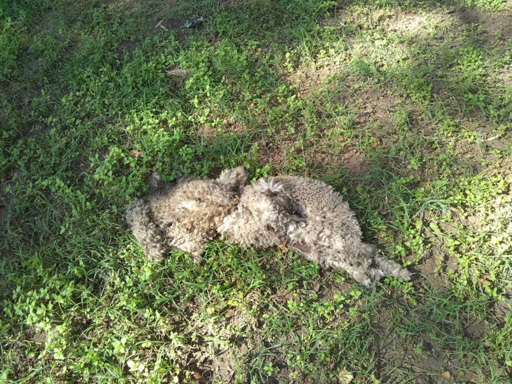 ABIGEATO LAGOS 4 (FILEminimizer)