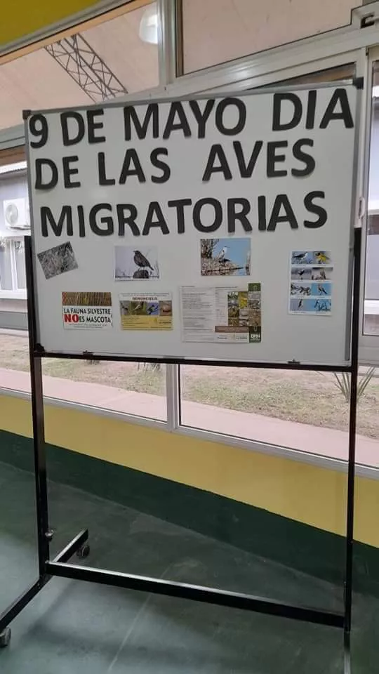 AVES DE LA PAMPA PARERA 15
