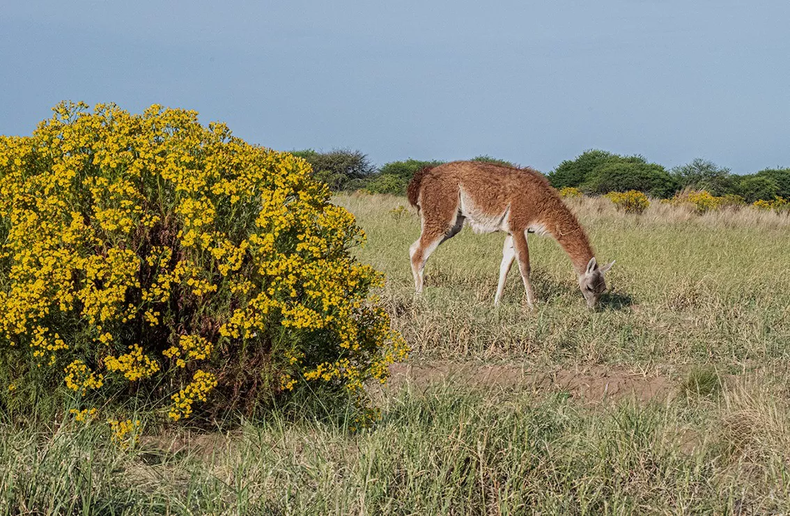 guanaco 2