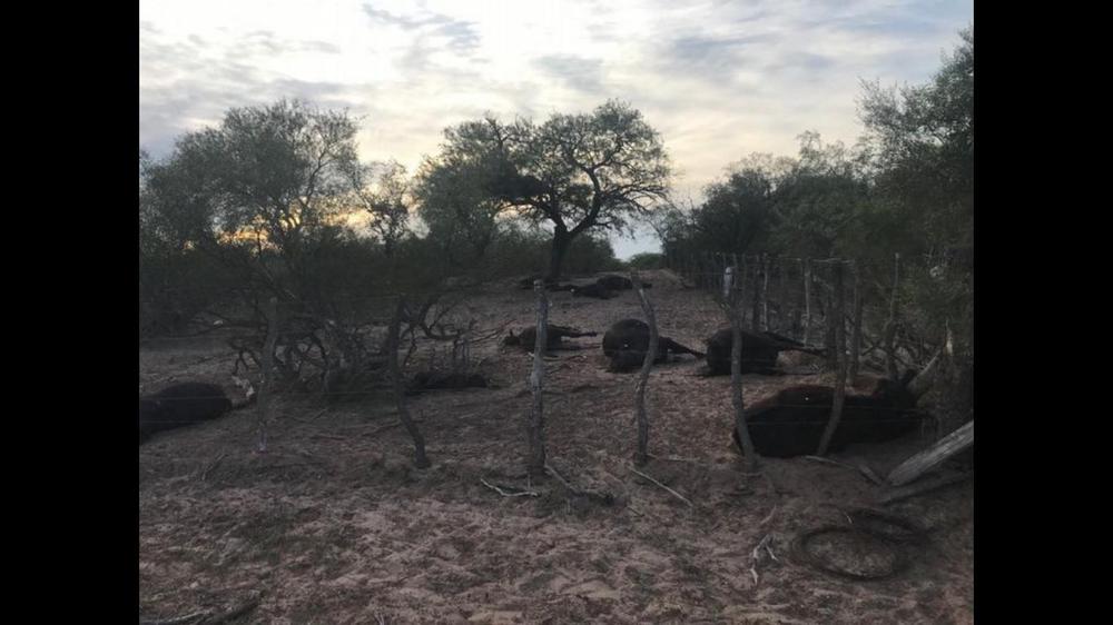 animales muertos san luis 2